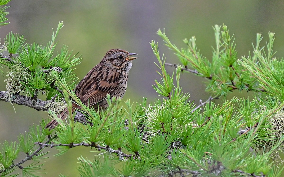 Lincoln's Sparrow - thomas berriman