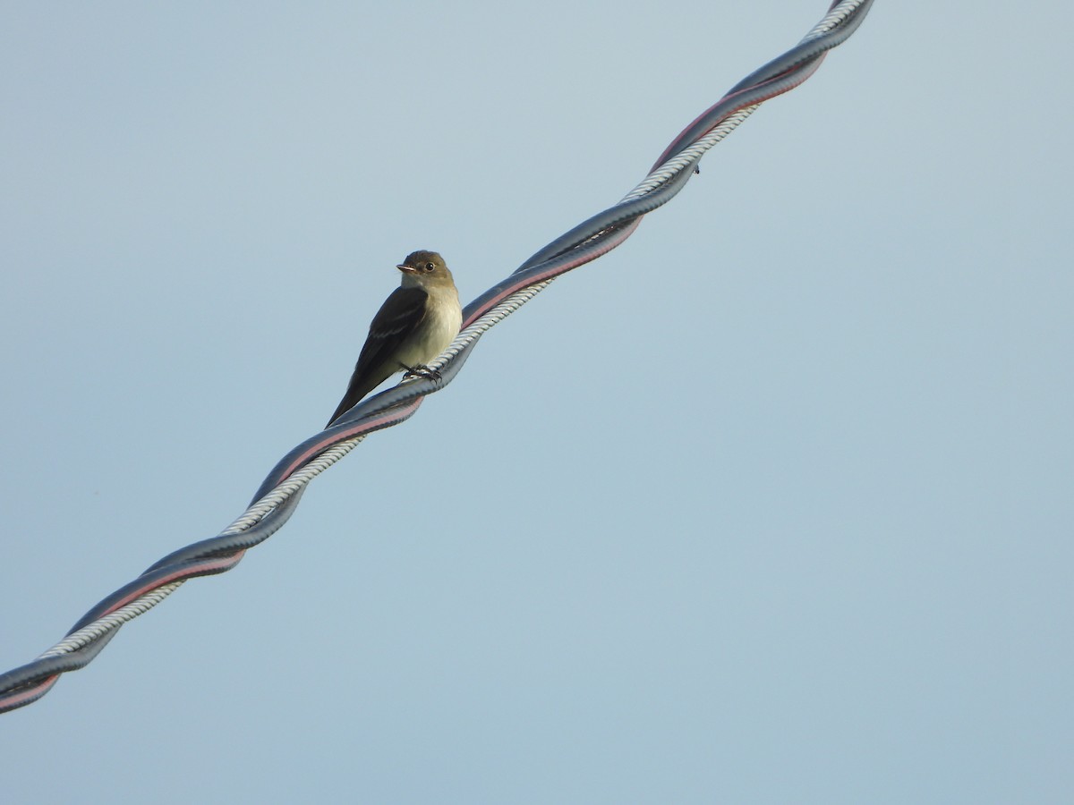 Willow Flycatcher - Claire Dumont