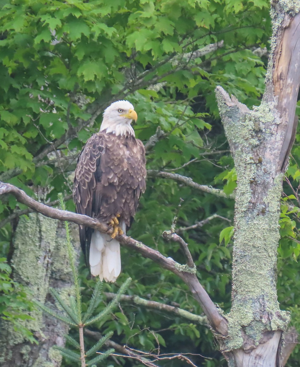 Bald Eagle - ML355016411