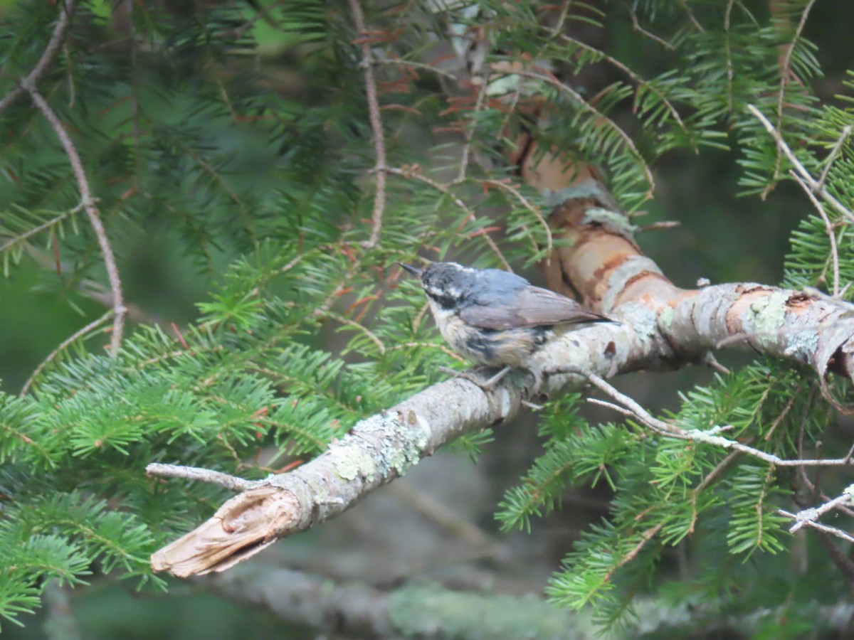Red-breasted Nuthatch - ML355016531