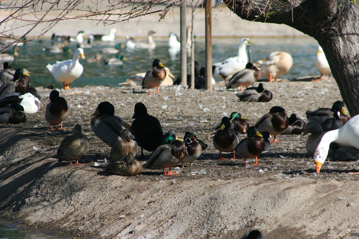 Wood Duck - ML355017381