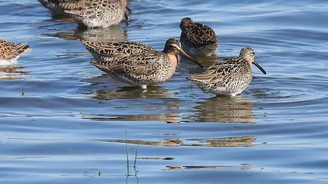 Short-billed Dowitcher (griseus) - ML355017451