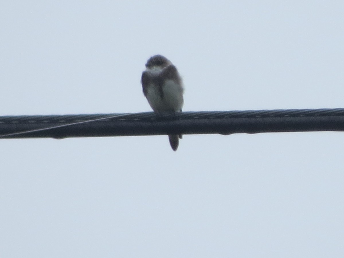 Bank Swallow - ML355017701