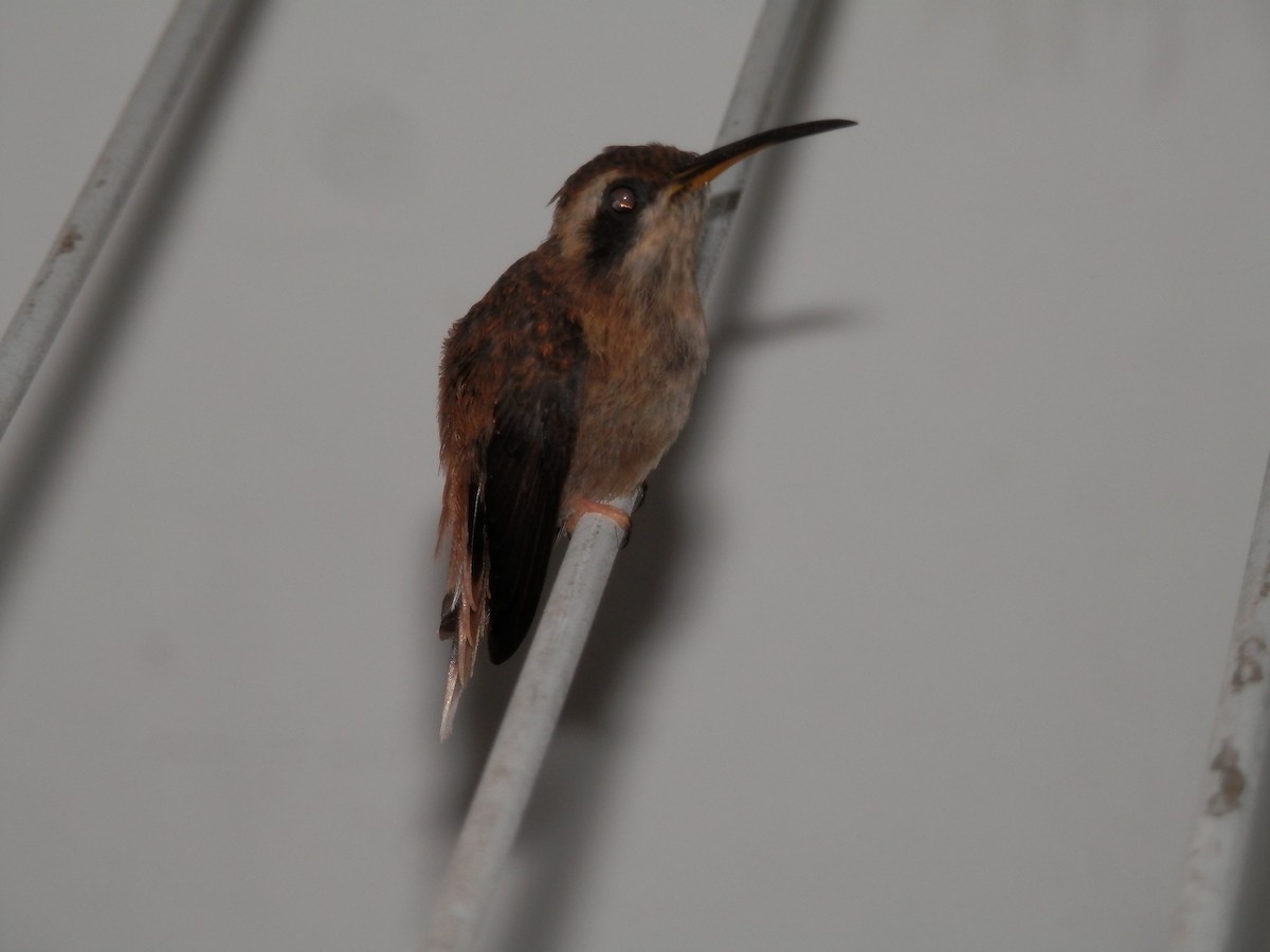 kolibřík proužkohrdlý - ML355017801