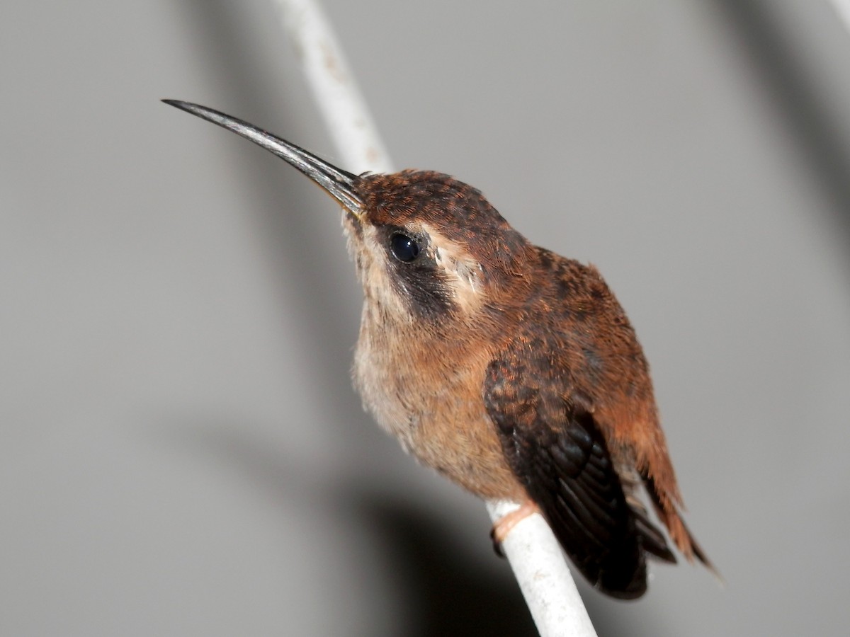 kolibřík proužkohrdlý - ML355017811
