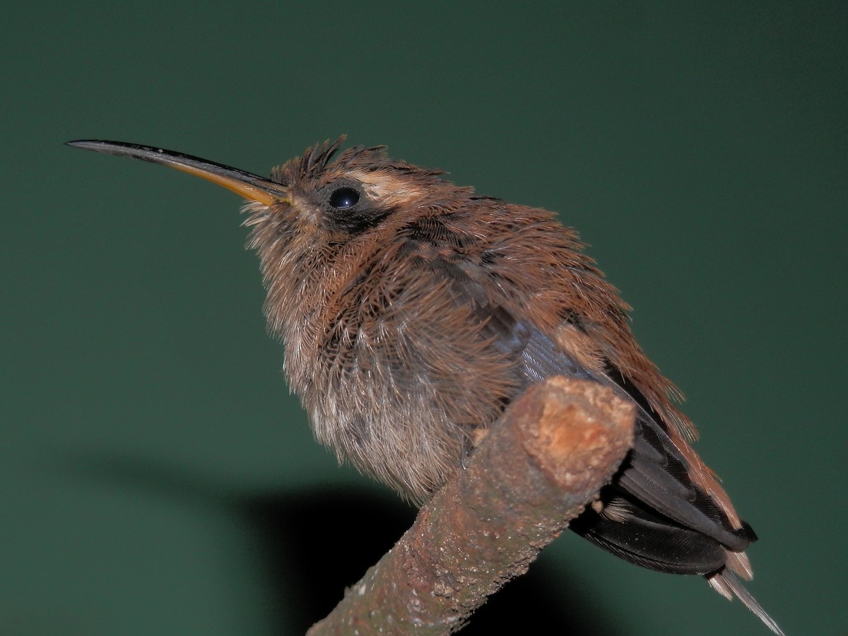 kolibřík proužkohrdlý - ML355017831
