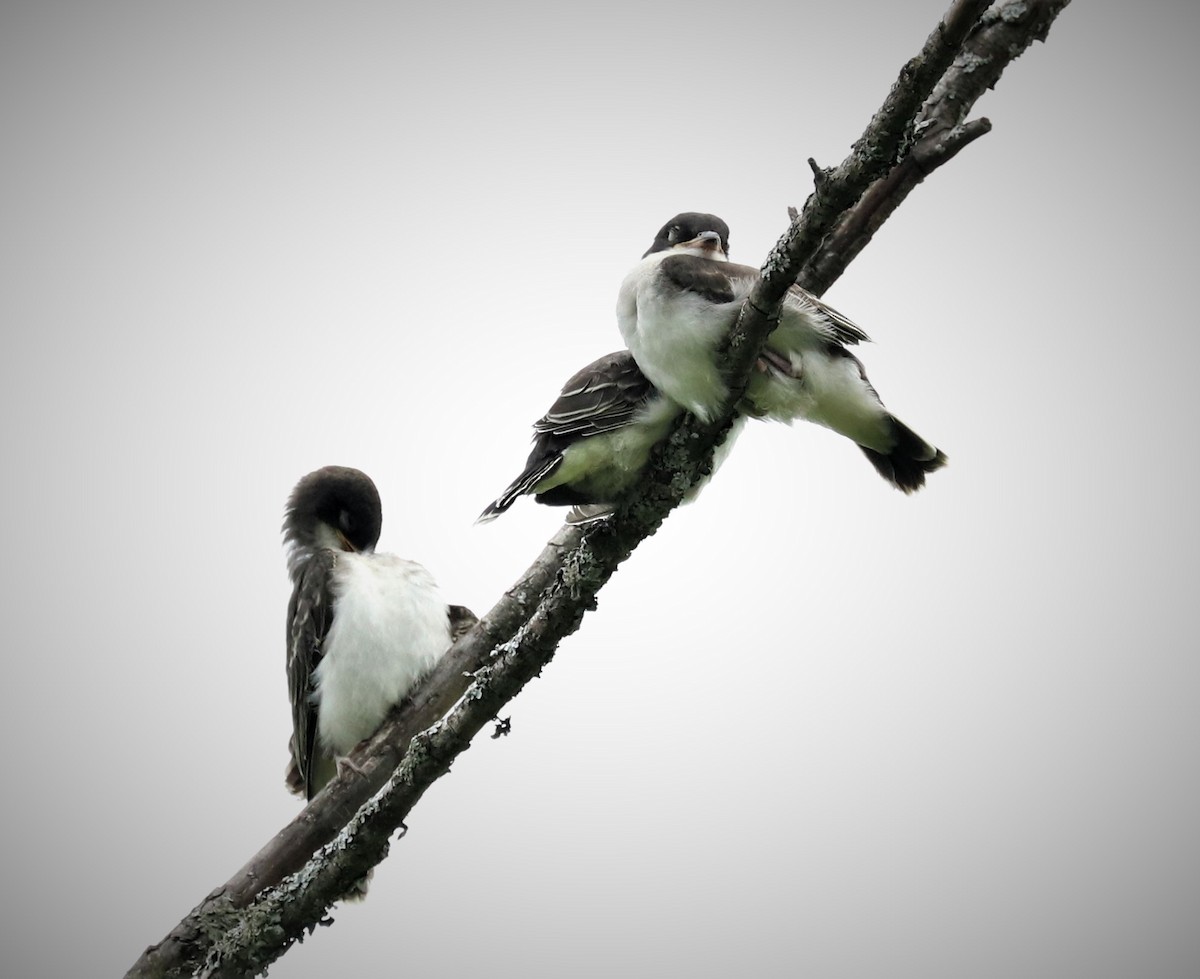 Eastern Kingbird - ML355019241