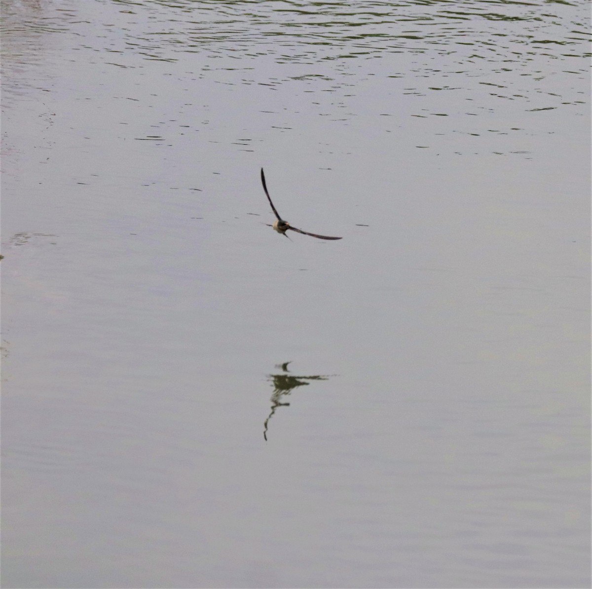 Barn Swallow - Lynda Noel