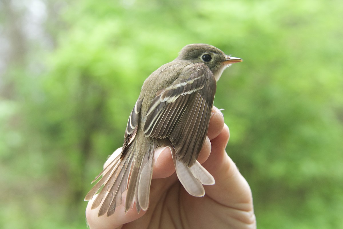 Alder/Willow Flycatcher (Traill's Flycatcher) - Trina Anderson