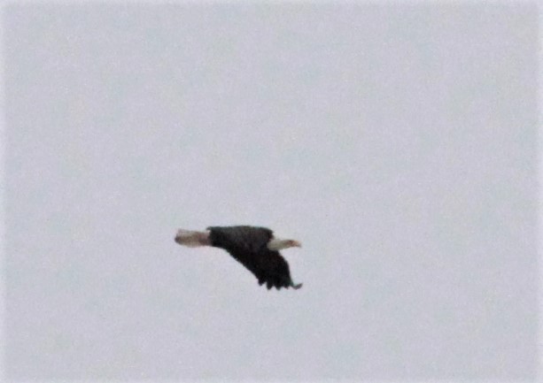 Bald Eagle - Dennis Cooke