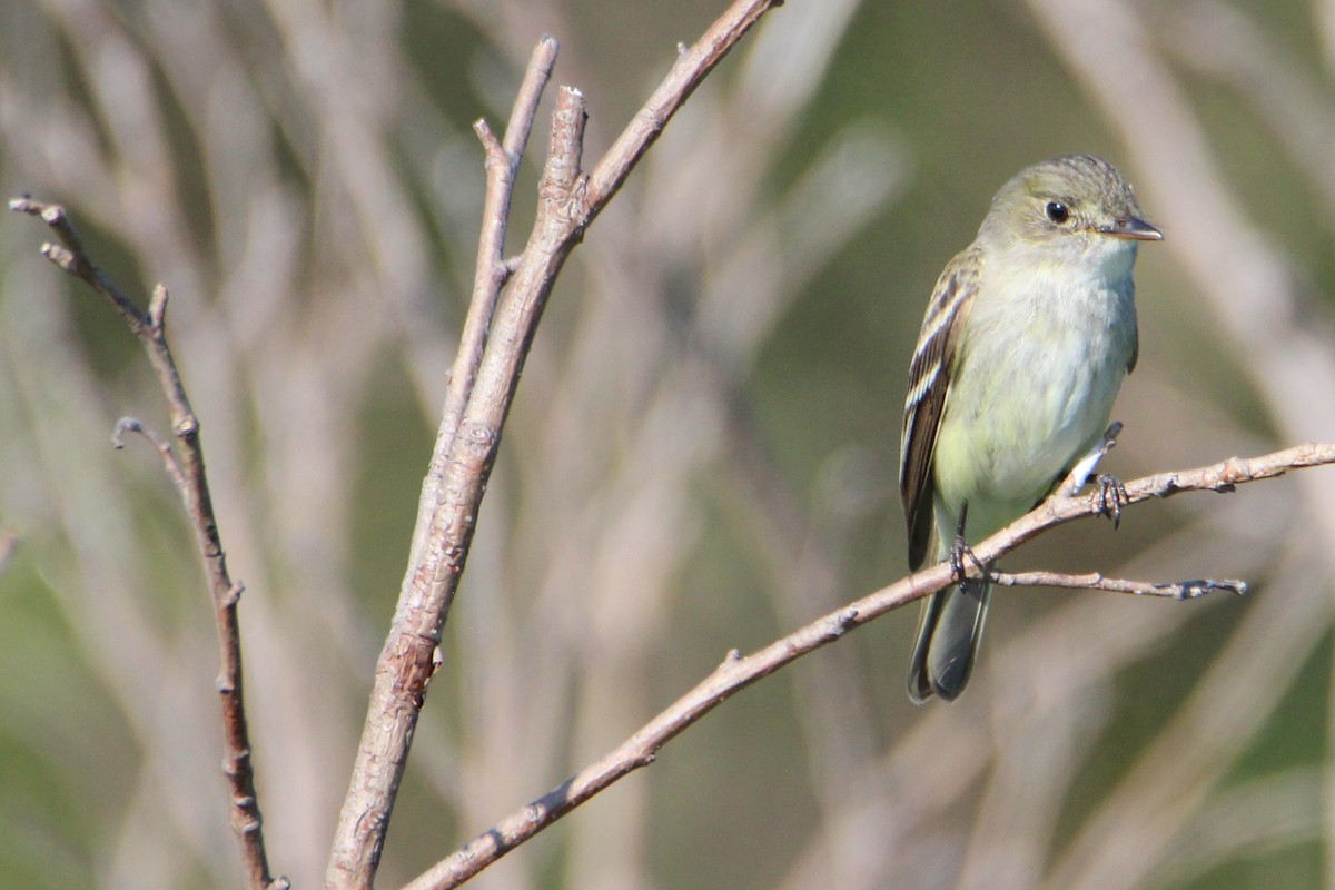 Alder Flycatcher - Luc Bourassa