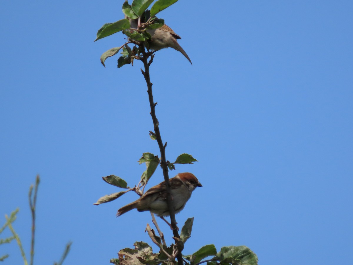 Eurasian Tree Sparrow - ML355021941