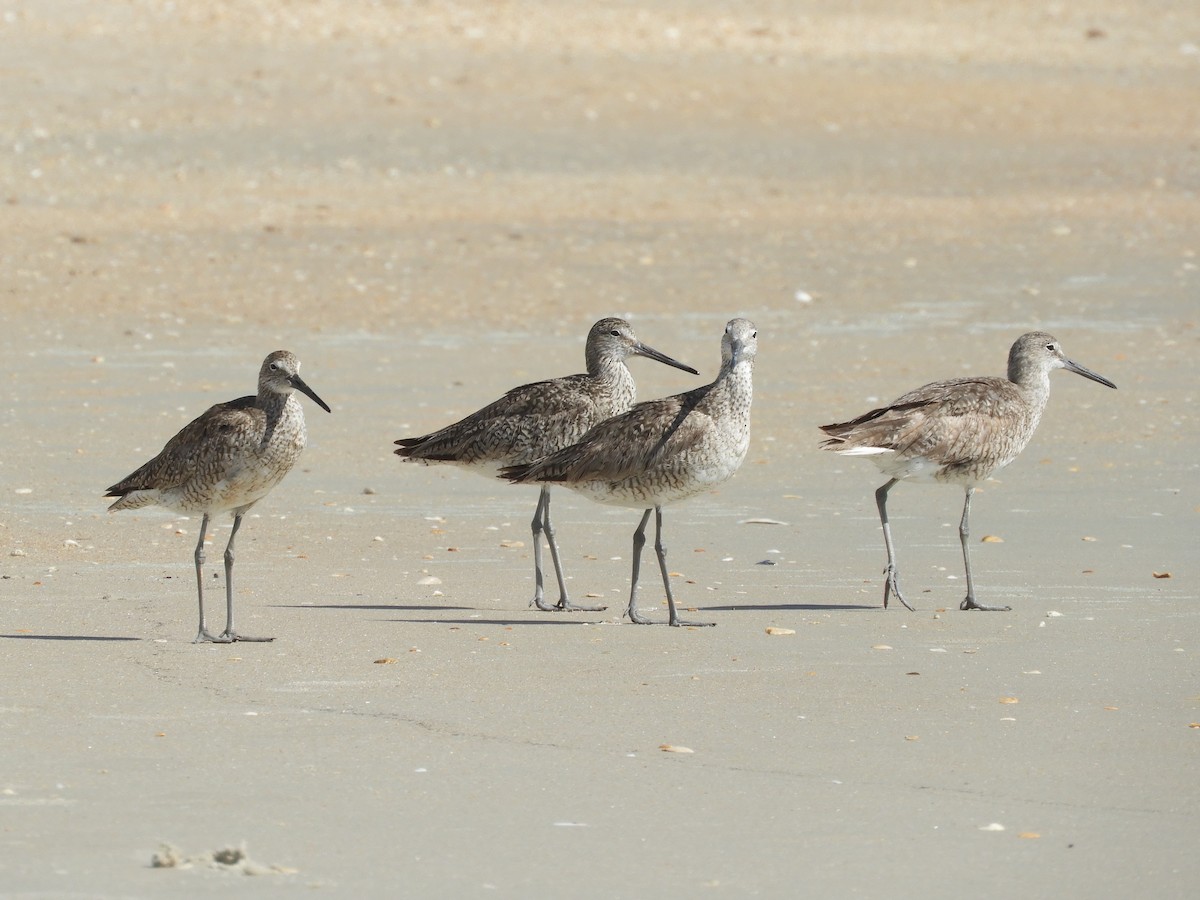 Willet - ML355022081