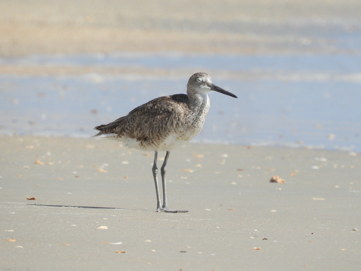 Willet - ML355022101