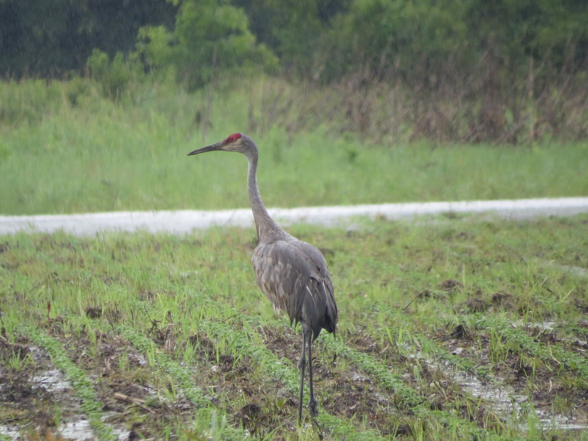 Sandhill Crane - Ethan Maynard