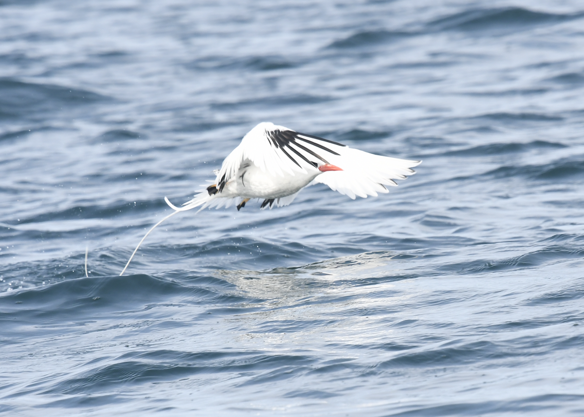 Red-billed Tropicbird - ML355022491