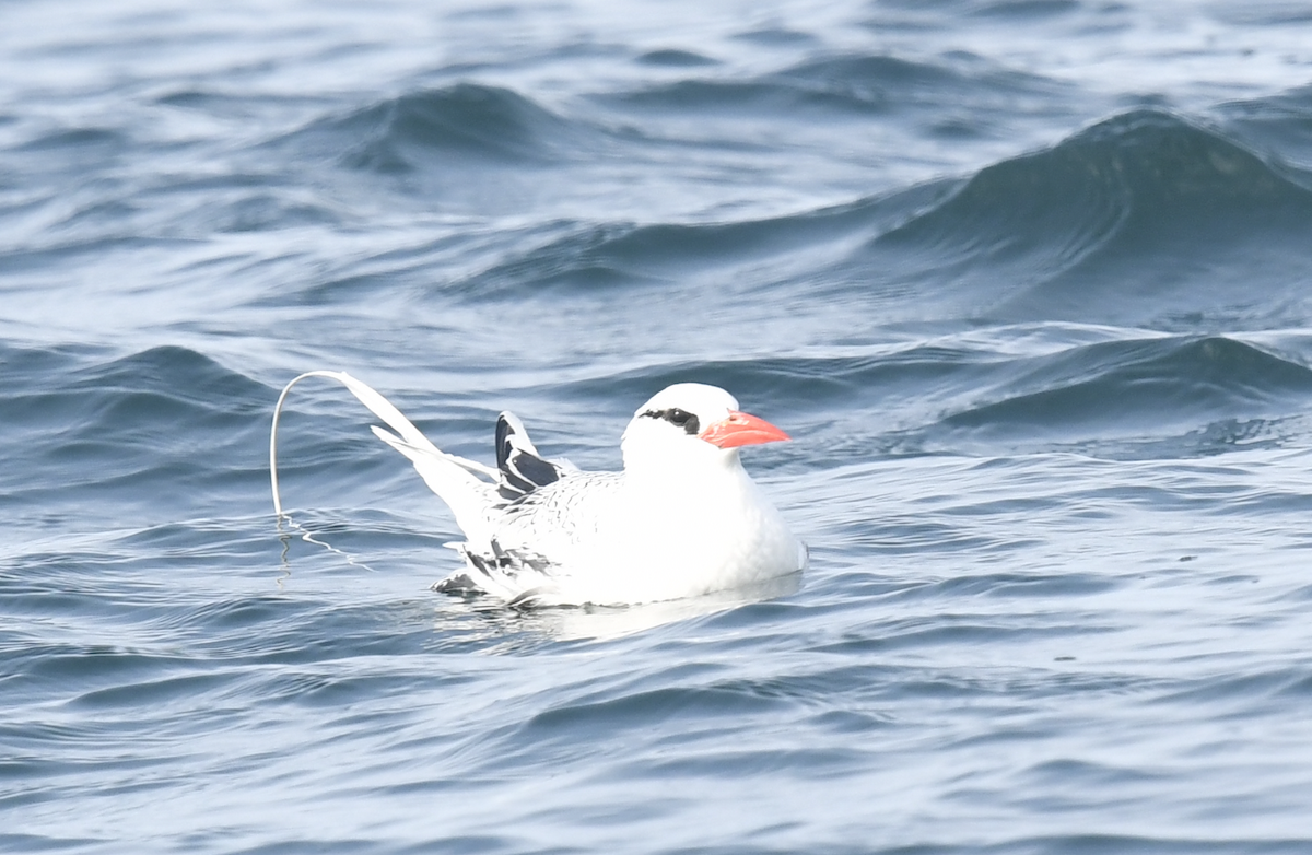 Red-billed Tropicbird - ML355022501