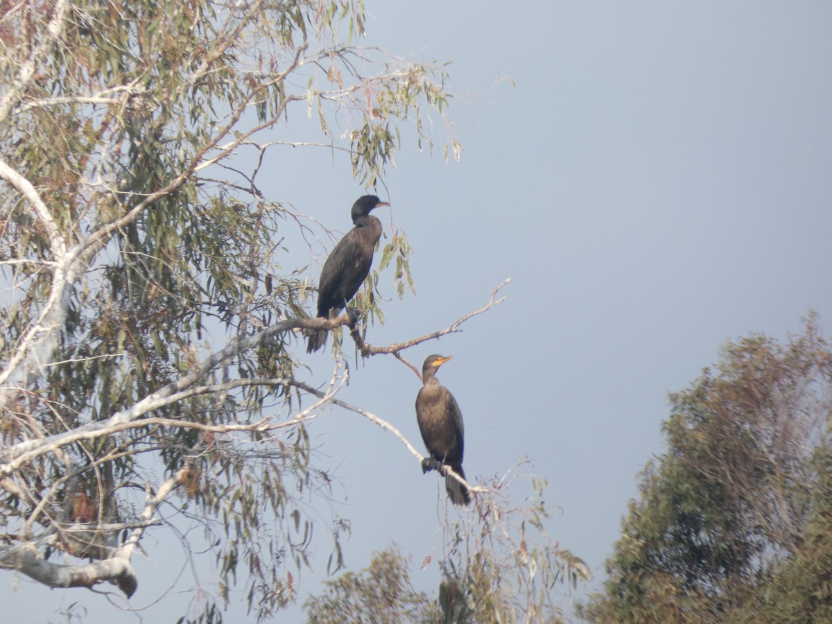 Double-crested Cormorant - ML355023561