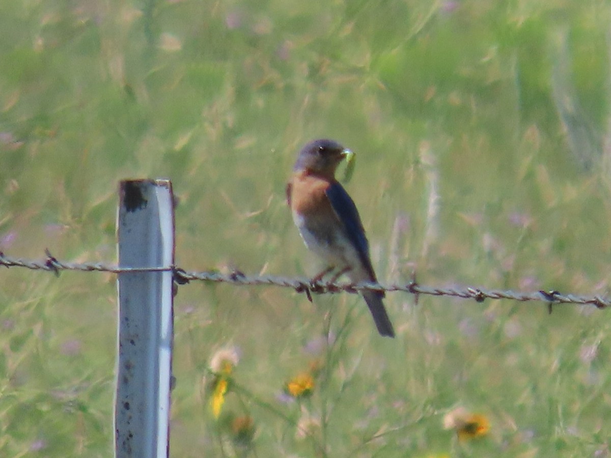 Eastern Bluebird - ML355023831