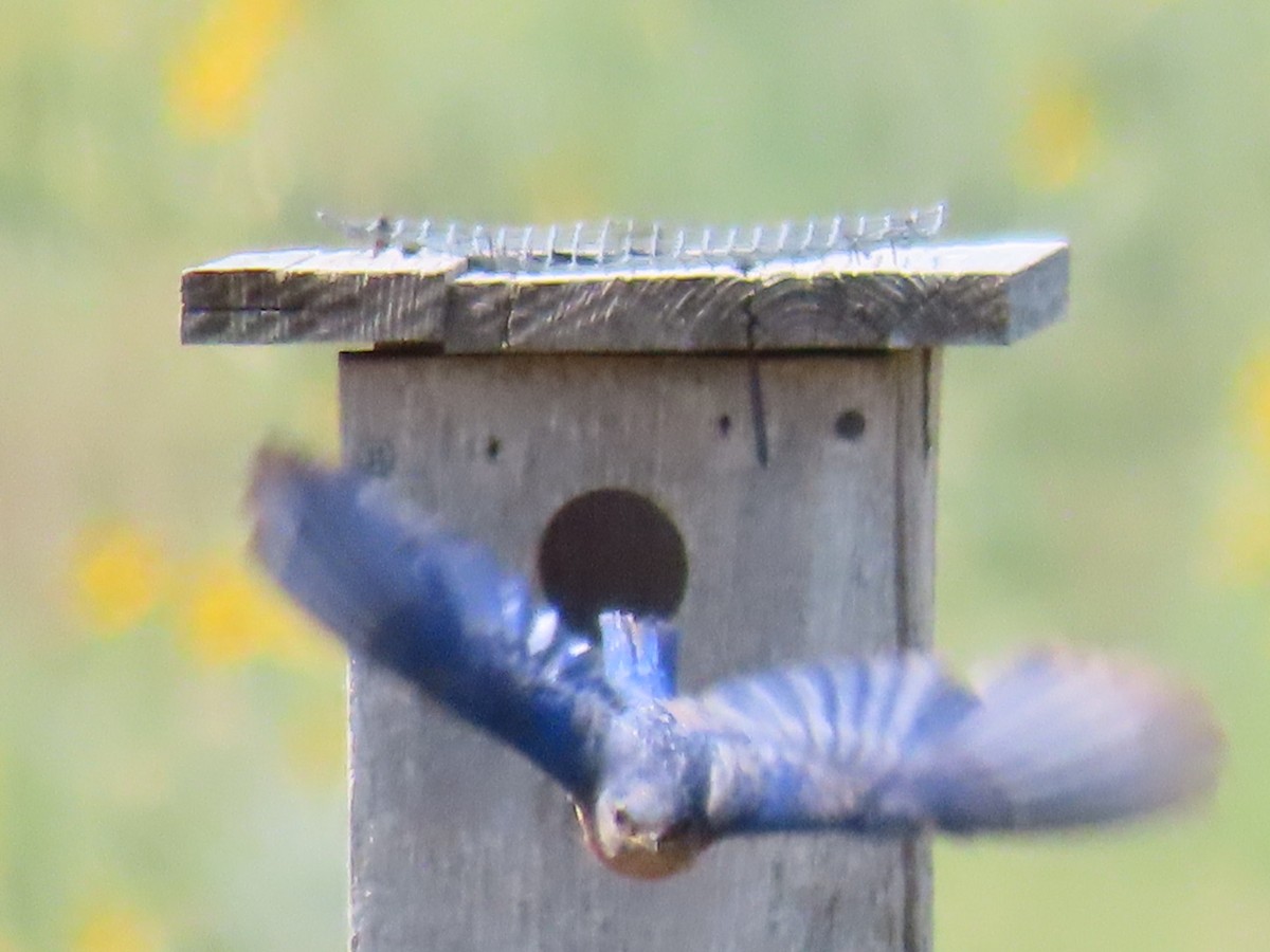 Eastern Bluebird - ML355023841