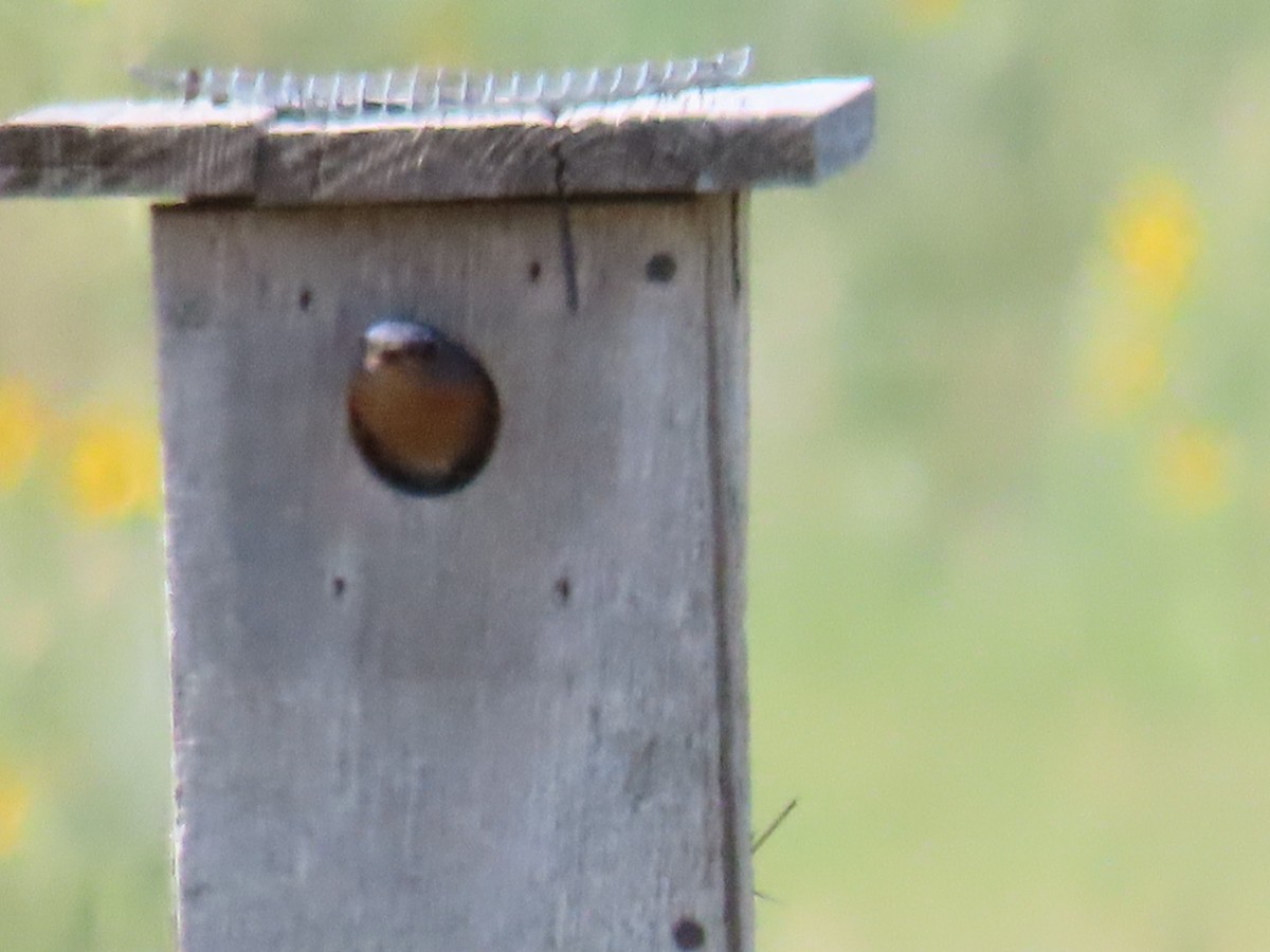 Eastern Bluebird - Edward Raynor