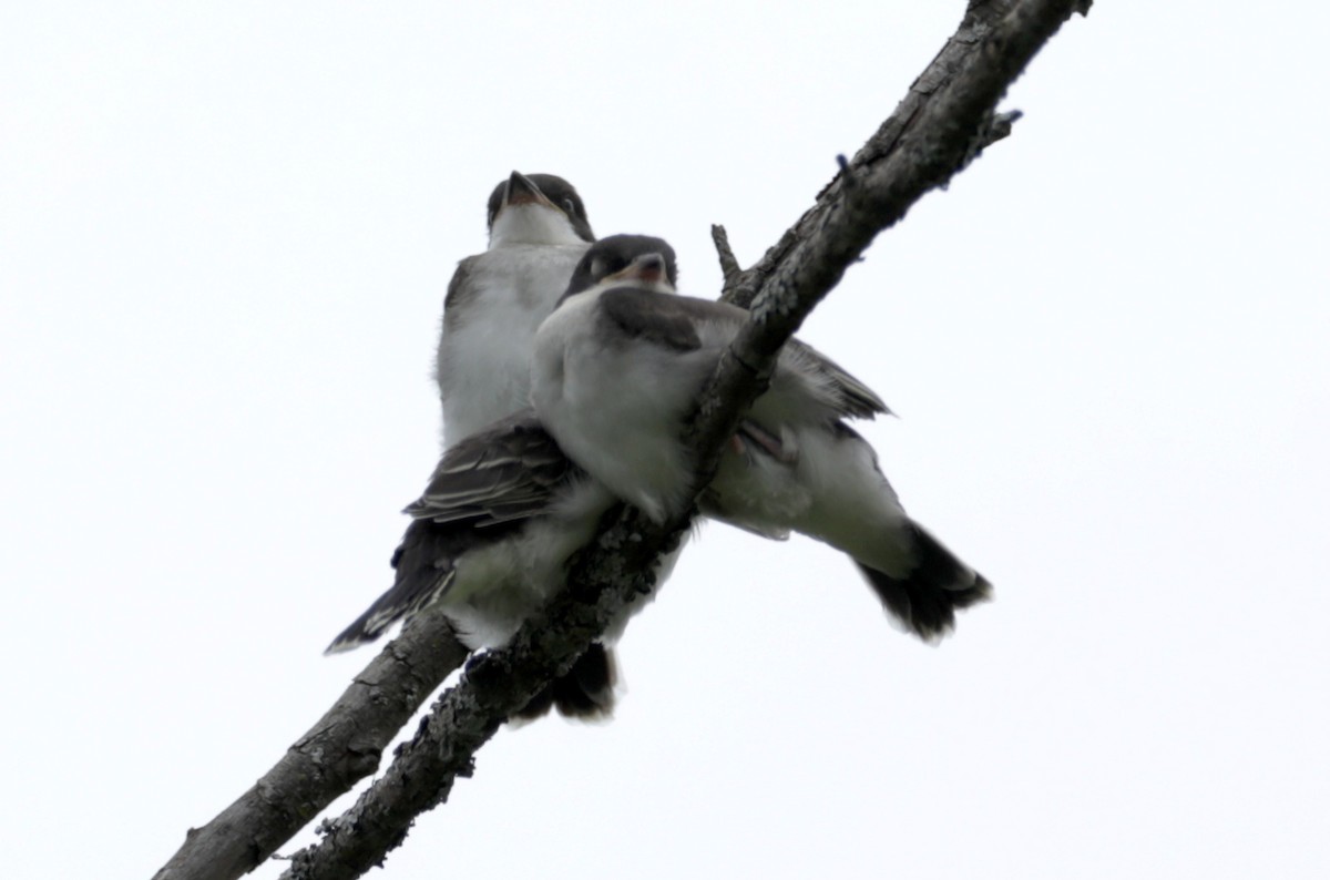 Eastern Kingbird - ML355024021