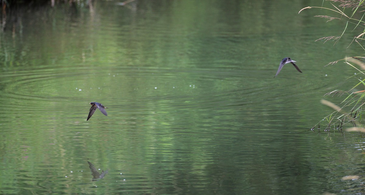 Barn Swallow - ML355024151