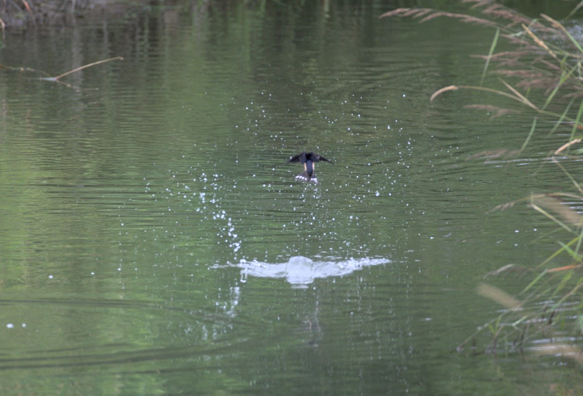 Barn Swallow - ML355024161