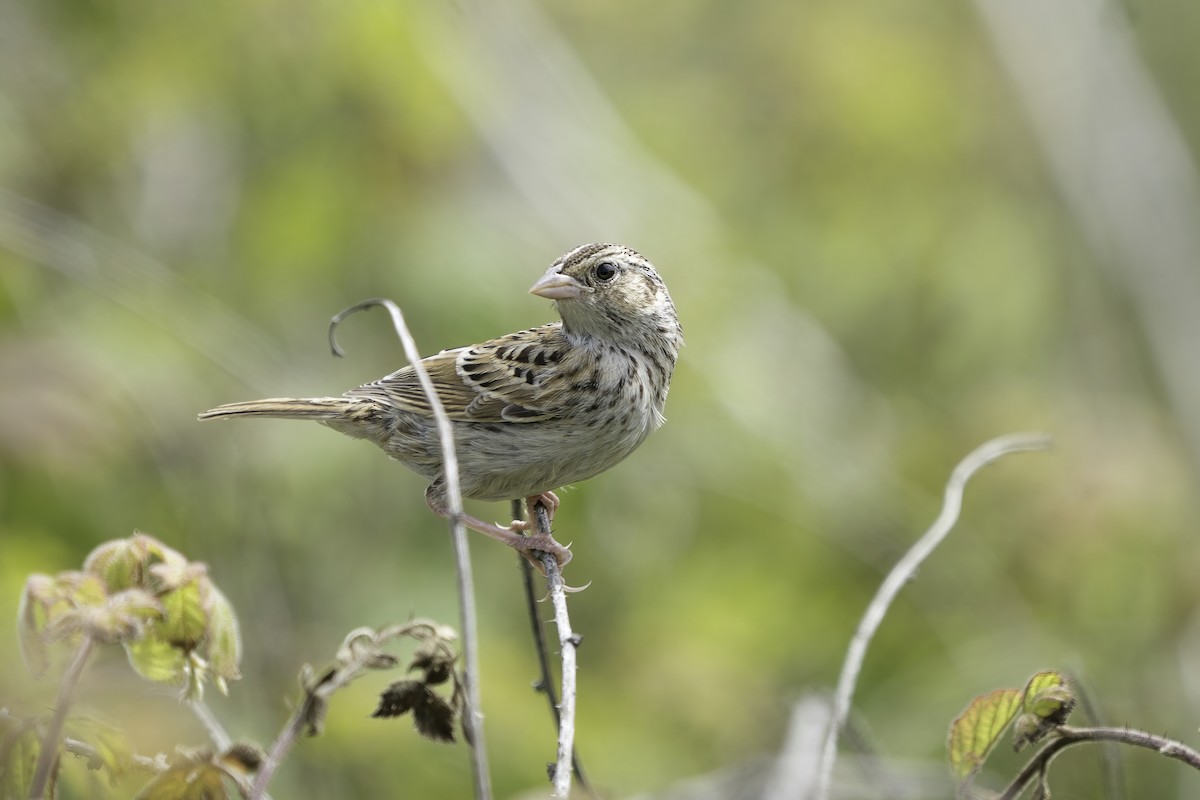 Grasshopper Sparrow - ML355027371