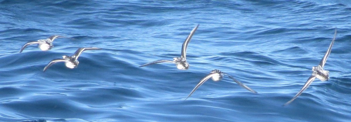 eBird Checklist - 17 Sep 2016 - Maine Audubon Pelagic 2016-- Segment ...