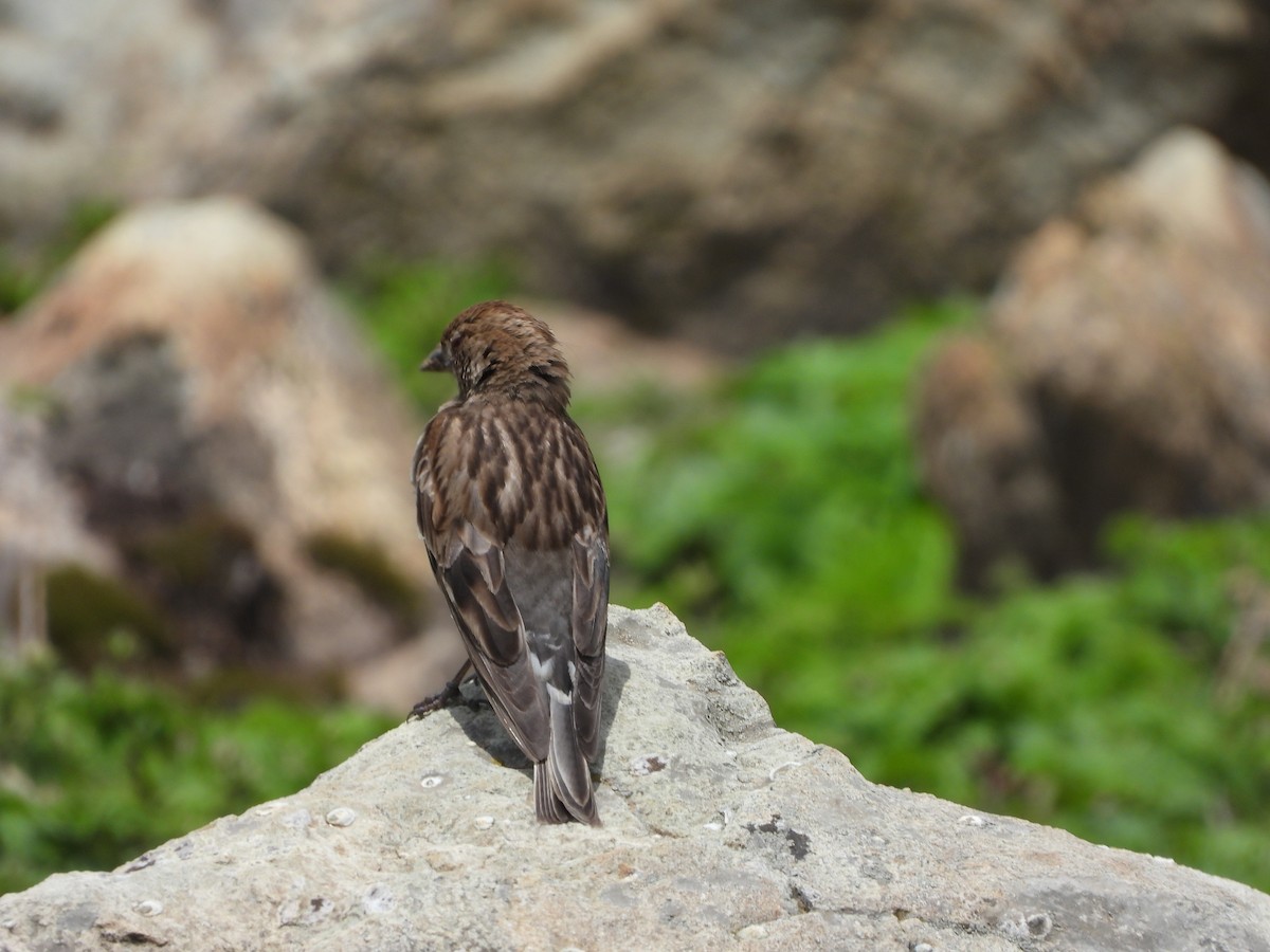 Plain Mountain Finch - ML355029911