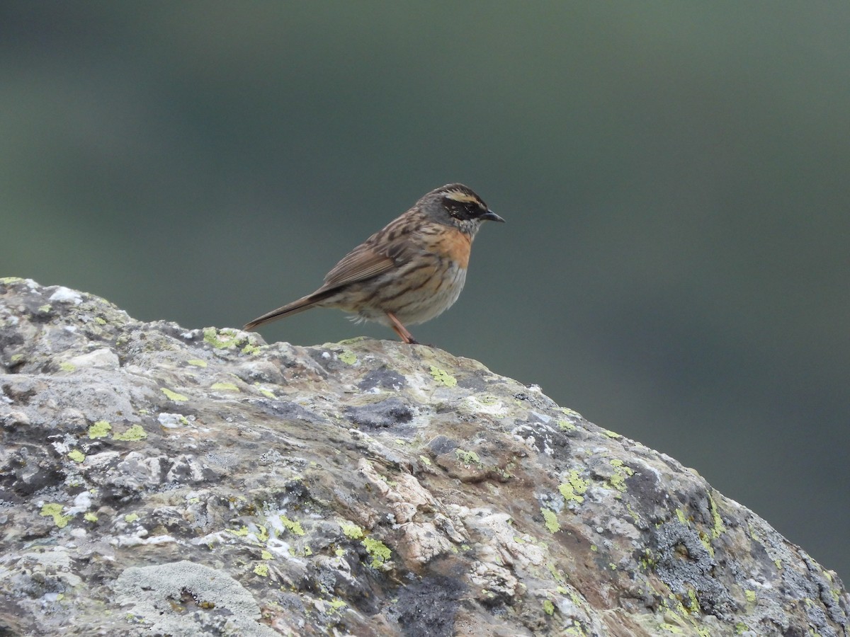 Rufous-breasted Accentor - ML355029981