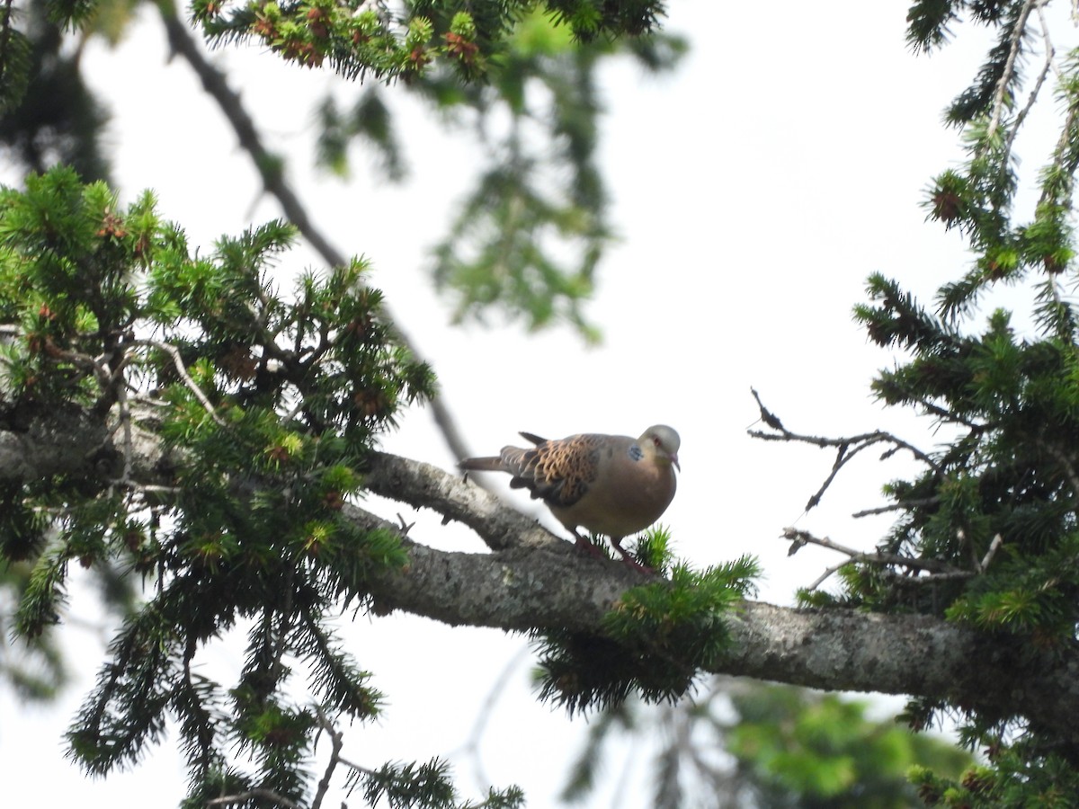 Oriental Turtle-Dove - ML355030191