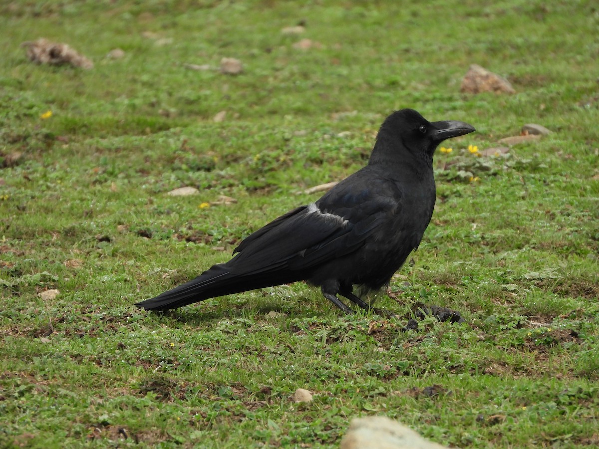 Large-billed Crow - ML355030231