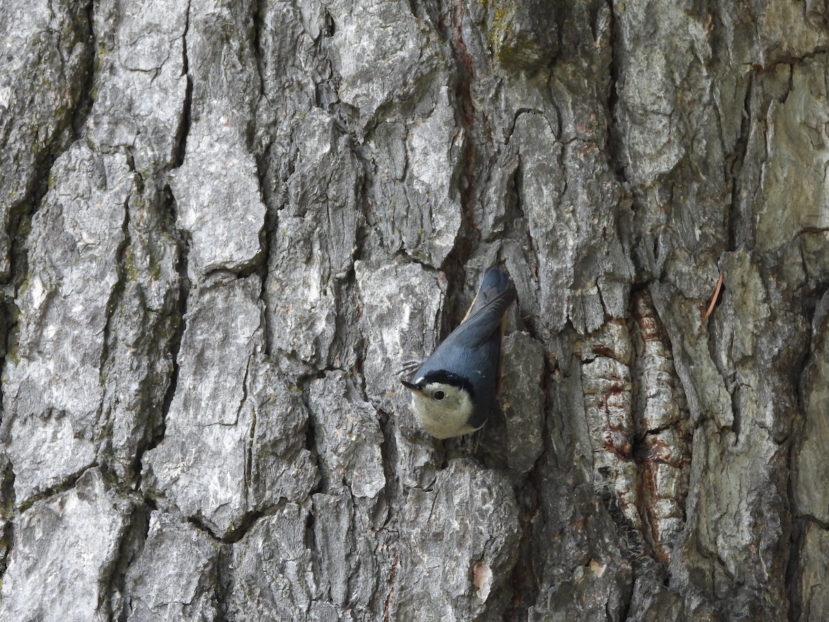 White-cheeked Nuthatch - ML355030331