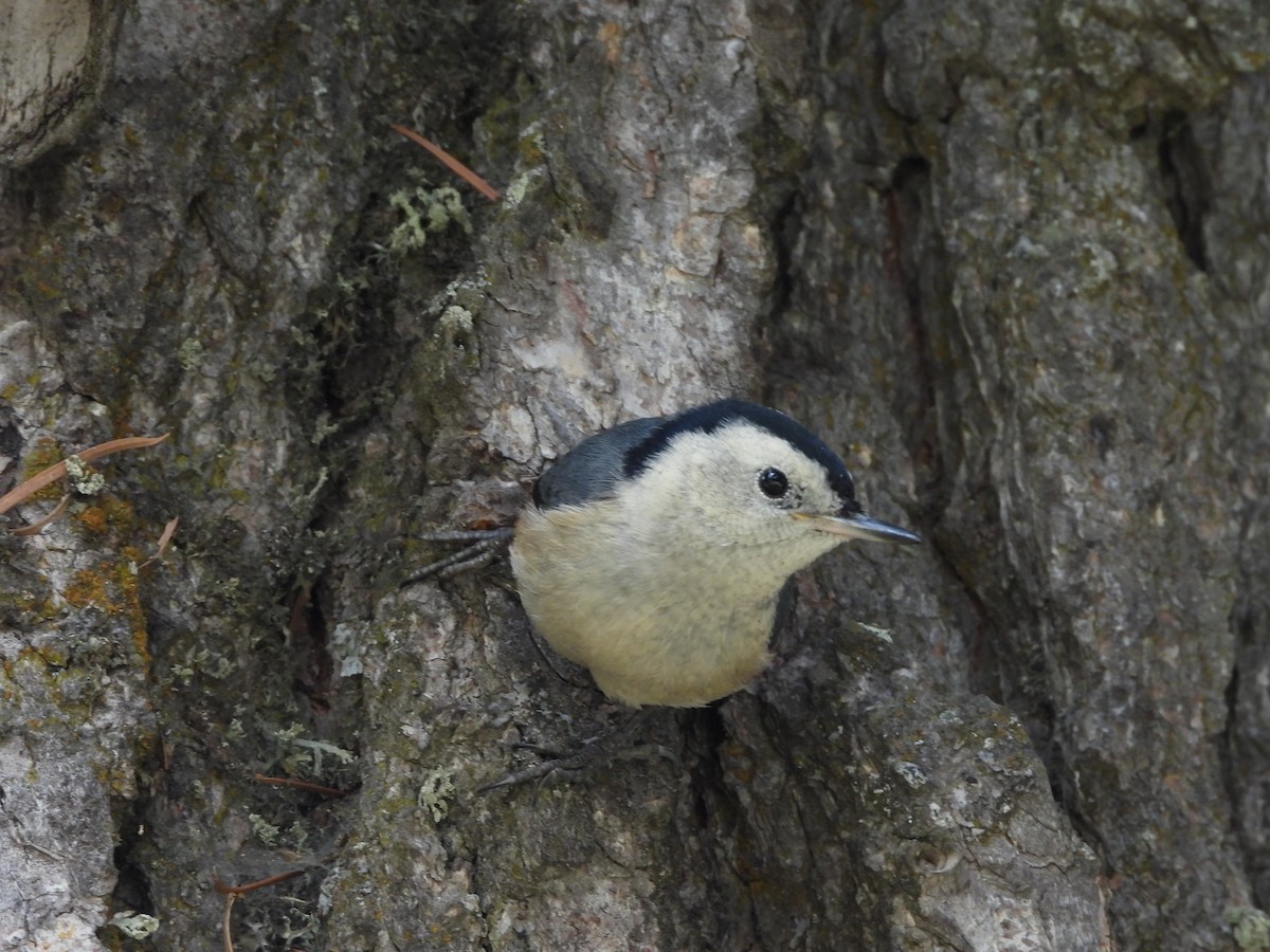 White-cheeked Nuthatch - ML355030341