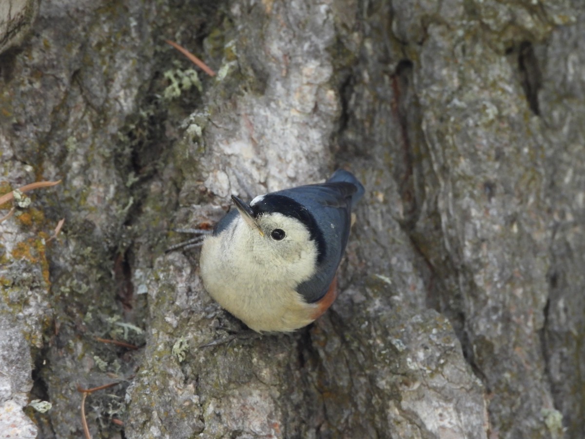 White-cheeked Nuthatch - ML355030361