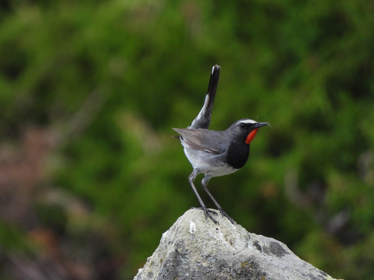 Himalayan Rubythroat - ML355030391