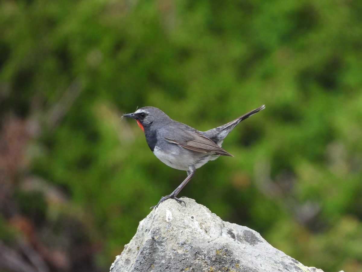 Himalayan Rubythroat - ML355030401