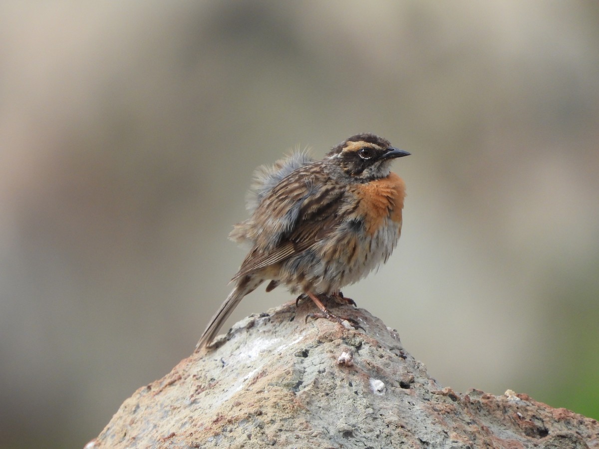 Rufous-breasted Accentor - ML355030501