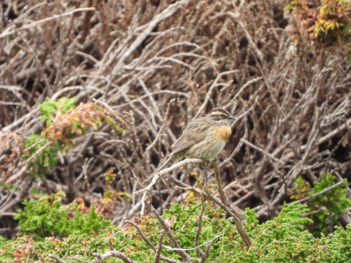Rufous-breasted Accentor - ML355030571
