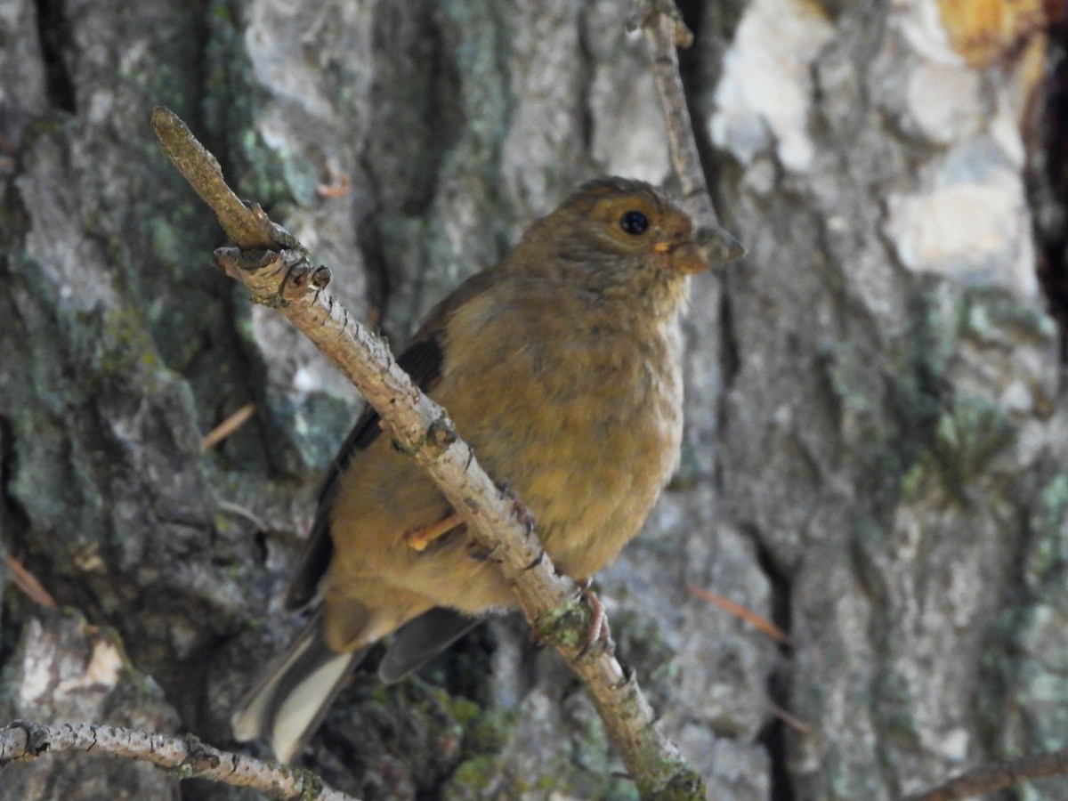 Spectacled Finch - ML355031171