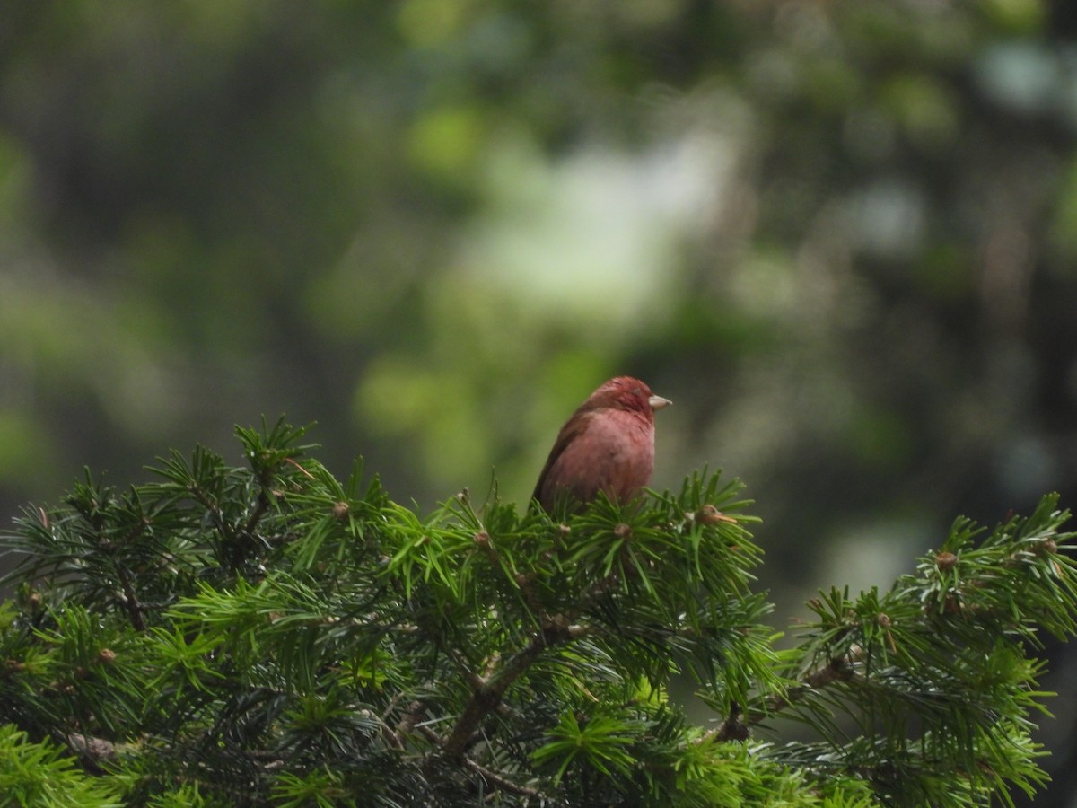 Pink-browed Rosefinch - ML355031211