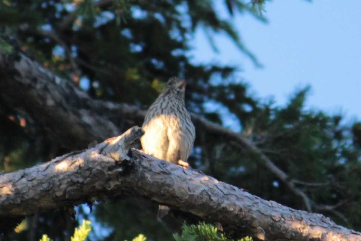 Cassin's Finch - ML355034071