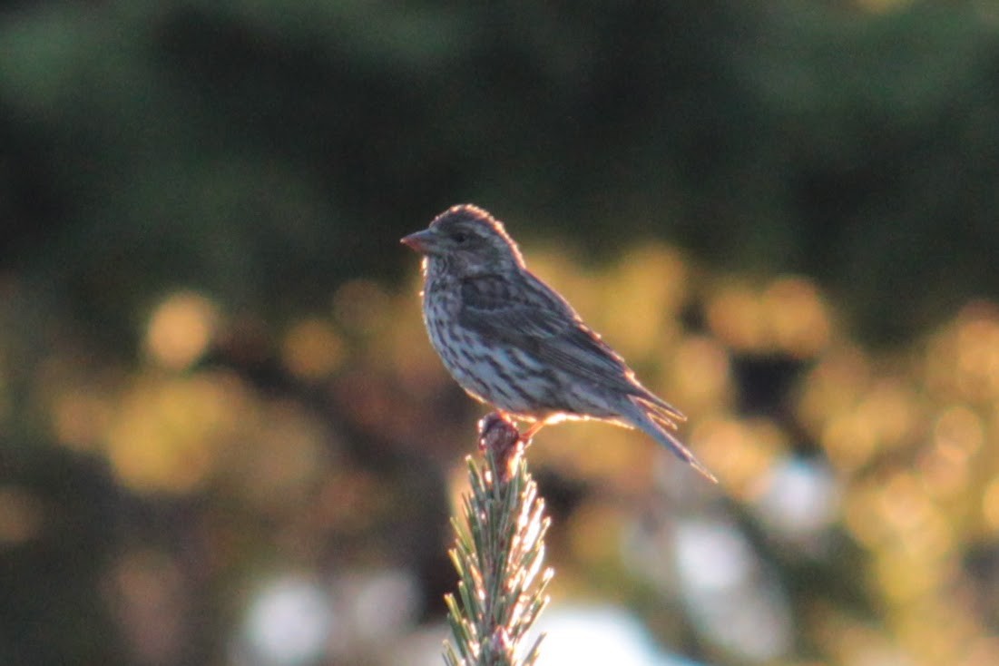 Cassin's Finch - ML355034081