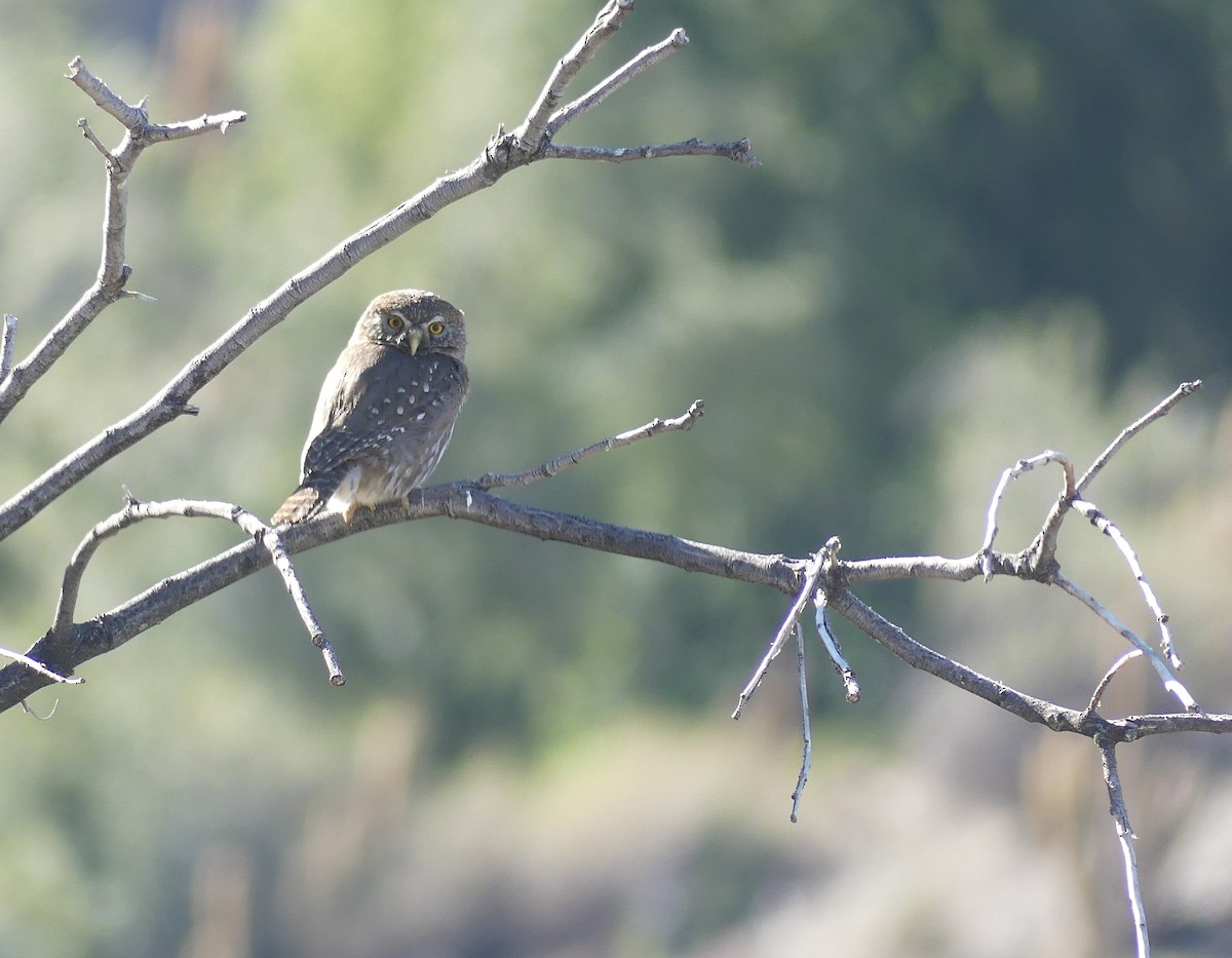 Austral Pygmy-Owl - joaquin vial
