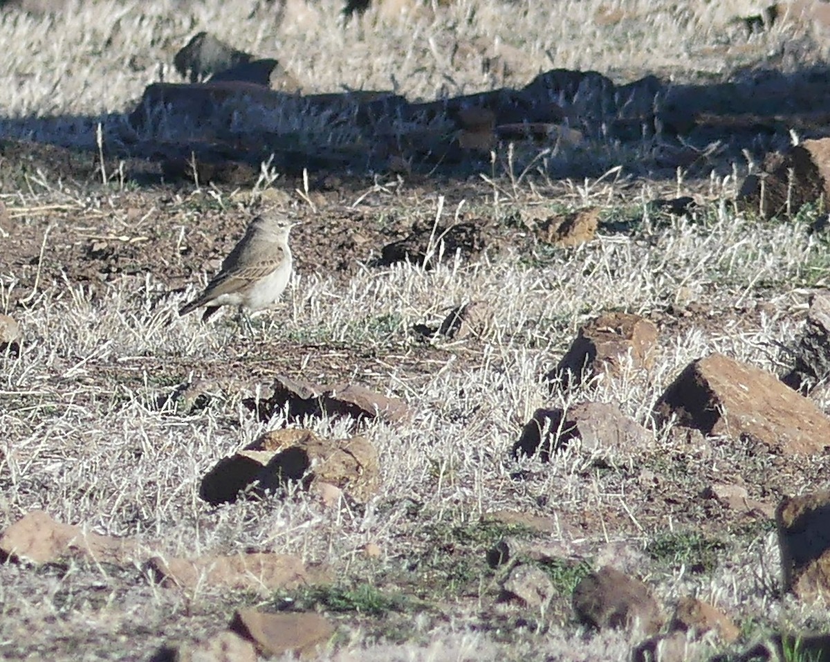 Spot-billed Ground-Tyrant - joaquin vial