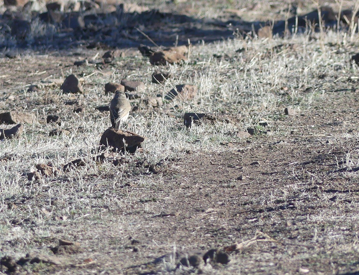 Spot-billed Ground-Tyrant - ML355035191