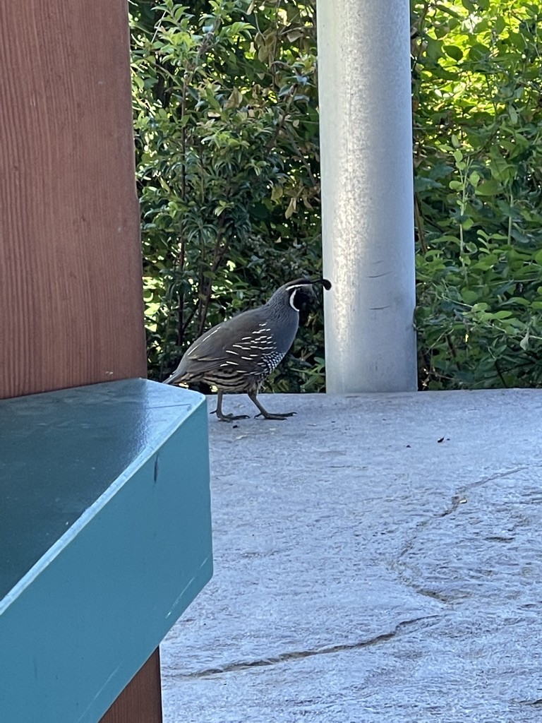 California Quail - ML355035651