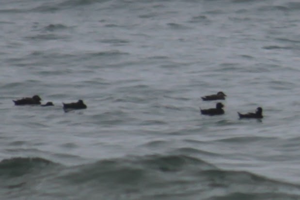 Surf Scoter - Neil Brown